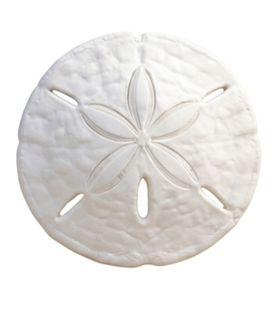 🐚 3D Printed Sand Dollar – "OGAH RADIO" Edition