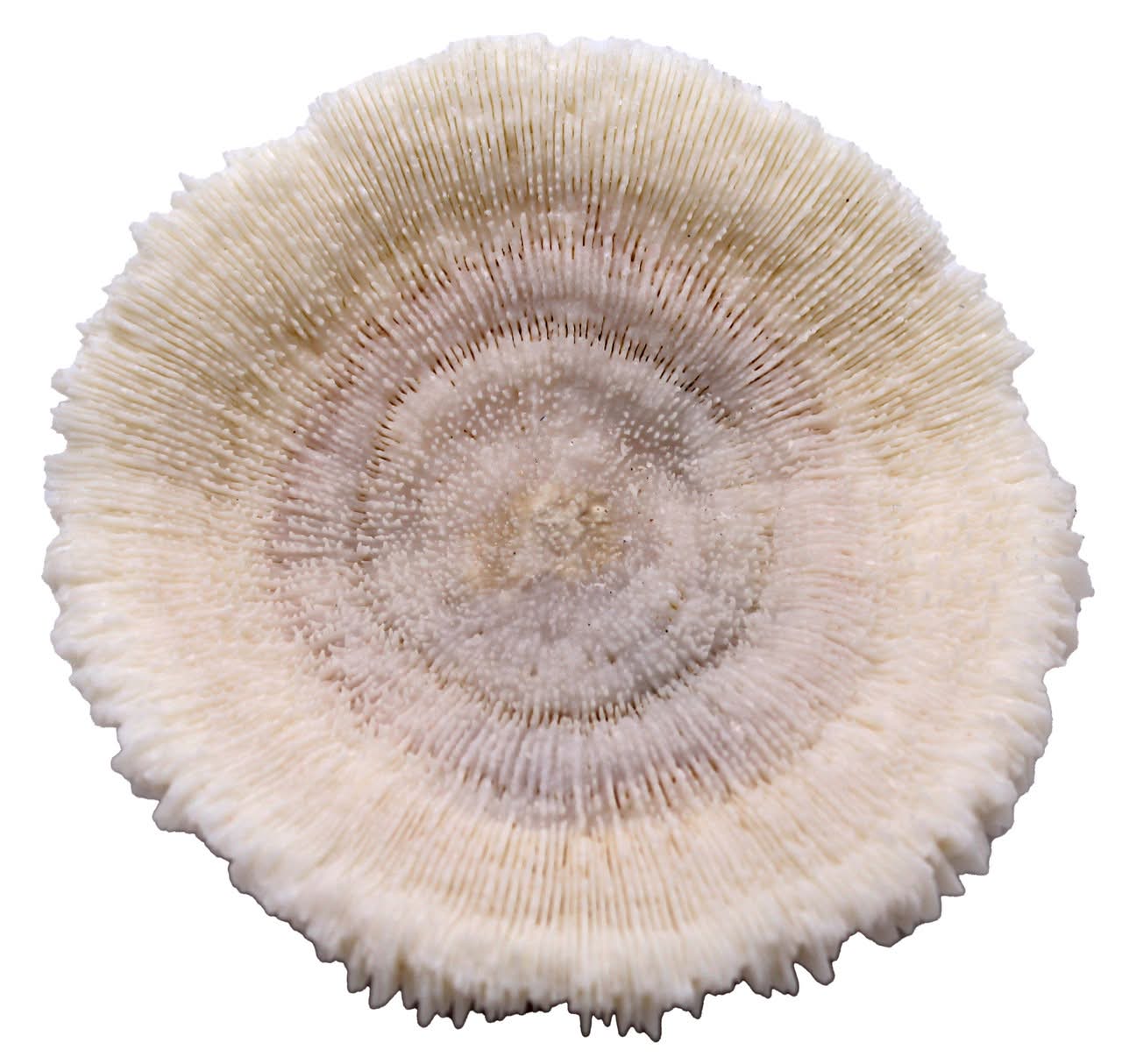 Natural Sea Mushroom Fossilized Coral 3–4” - Image 4