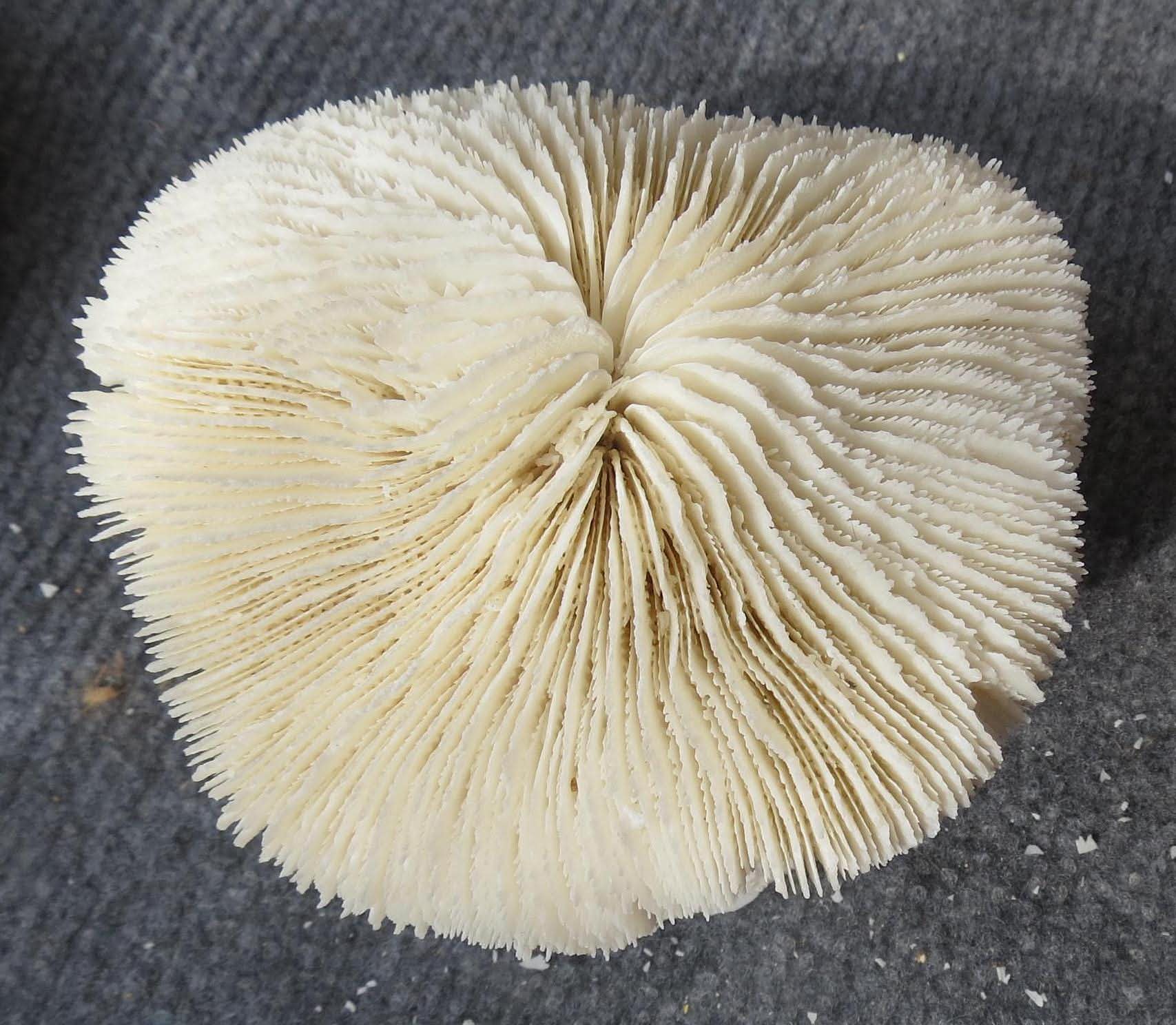 Natural Sea Mushroom Fossilized Coral 3–4” - Image 3