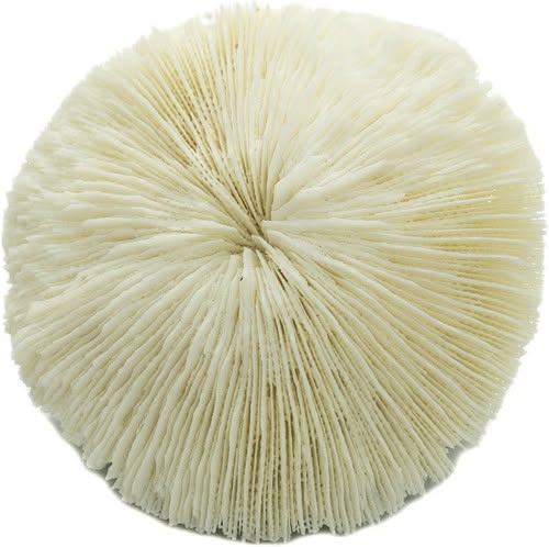 Natural Sea Mushroom Fossilized Coral 3–4”